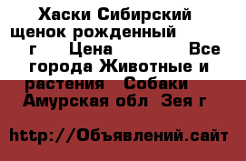 Хаски Сибирский (щенок рожденный 20.03.2017г.) › Цена ­ 25 000 - Все города Животные и растения » Собаки   . Амурская обл.,Зея г.